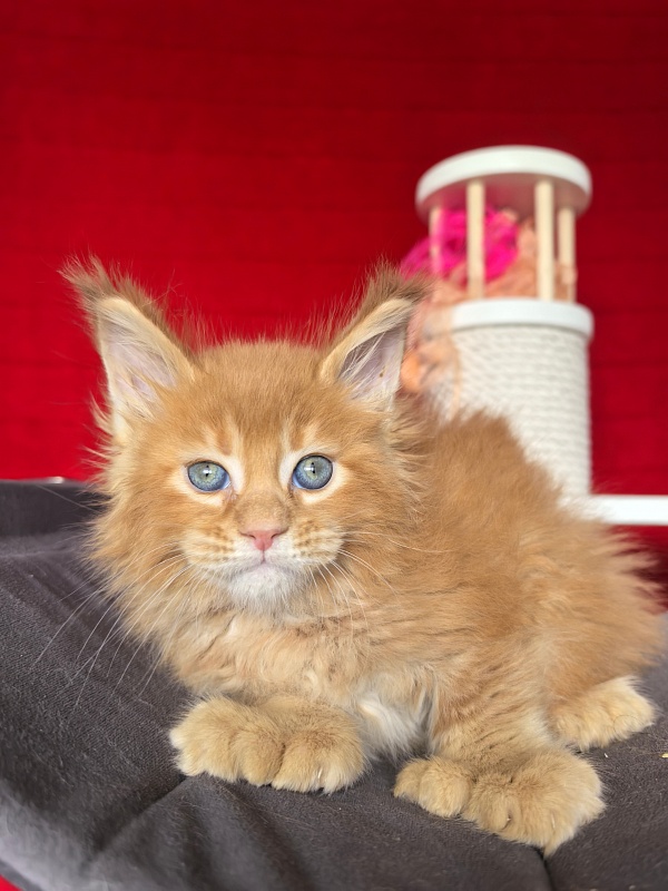 Elit Darina  Akbars (polydactyl 66/66) - Kitten maine-coon 1 month 1.5 week