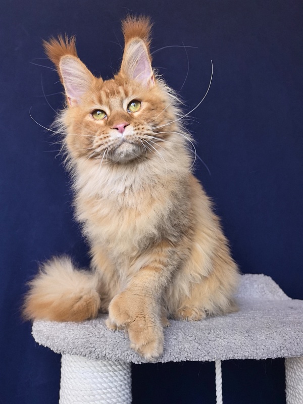Elit Darina  Akbars (polydactyl 66/66) - Adult maine-coon 10 months