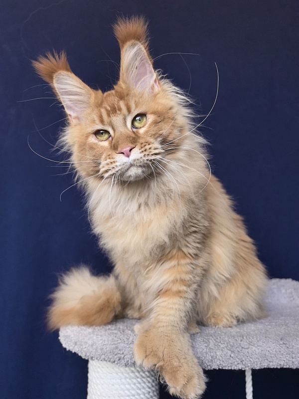 Elit Darina  Akbars (polydactyl 66/66) - Adult maine-coon 10 months