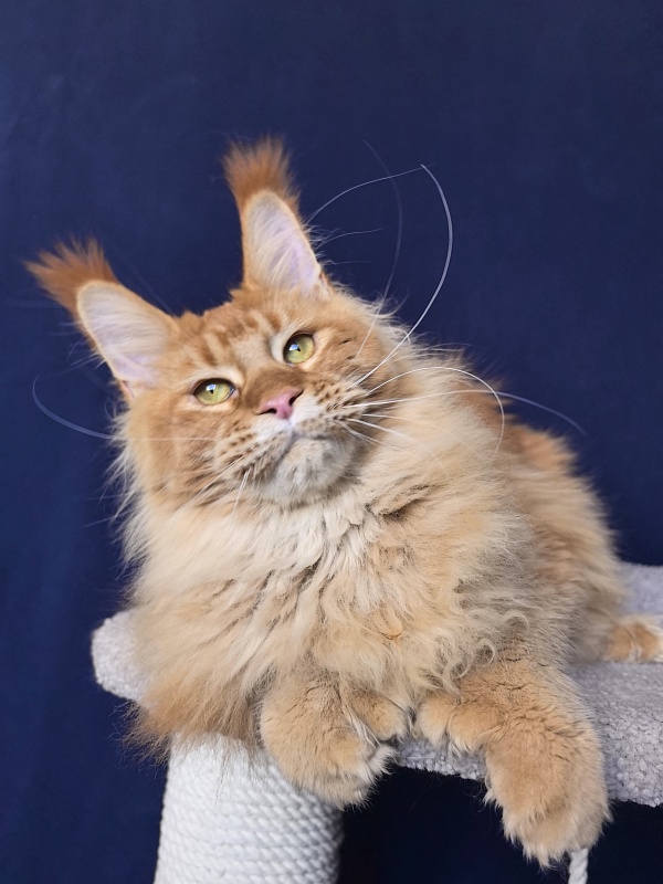 Elit Darina  Akbars (polydactyl 66/66) - Adult maine-coon 10 months