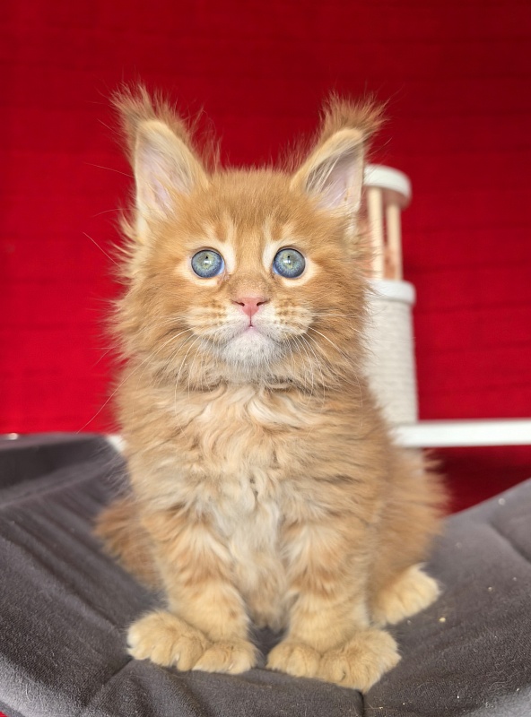 Elit Darina  Akbars (polydactyl 66/66) - Kitten maine-coon 1 month 1.5 week