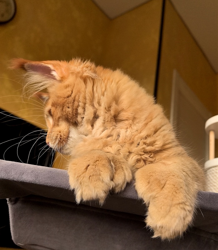 Elit Darina  Akbars (polydactyl 66/66) - Kitten maine-coon 4 months 3 weeks