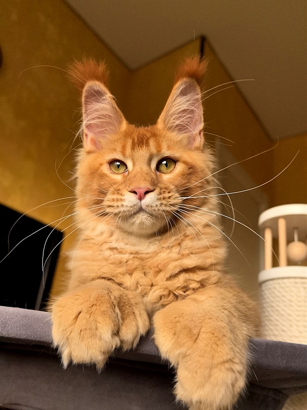 Elit Darina  Akbars (polydactyl 66/66) - Kitten maine-coon 4 months 3 weeks