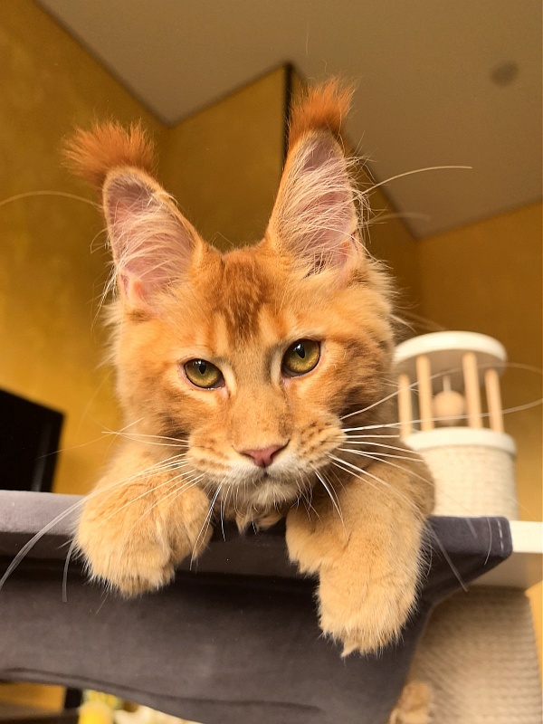 Elit Darina  Akbars (polydactyl 66/66) - Kitten maine-coon 4 months 3 weeks