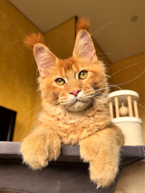 Elit Darina  Akbars (polydactyl 66/66) - Kitten maine-coon 4 months 3 weeks