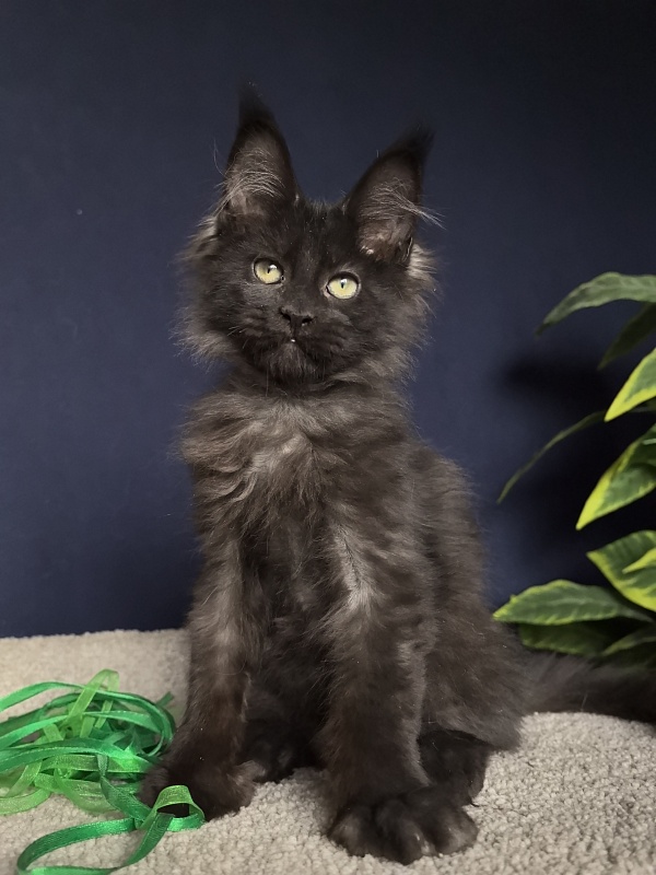 Jo*Hugo  Akbars (polydactyl) 55/66 - Kitten maine-coon 3 months 1 week