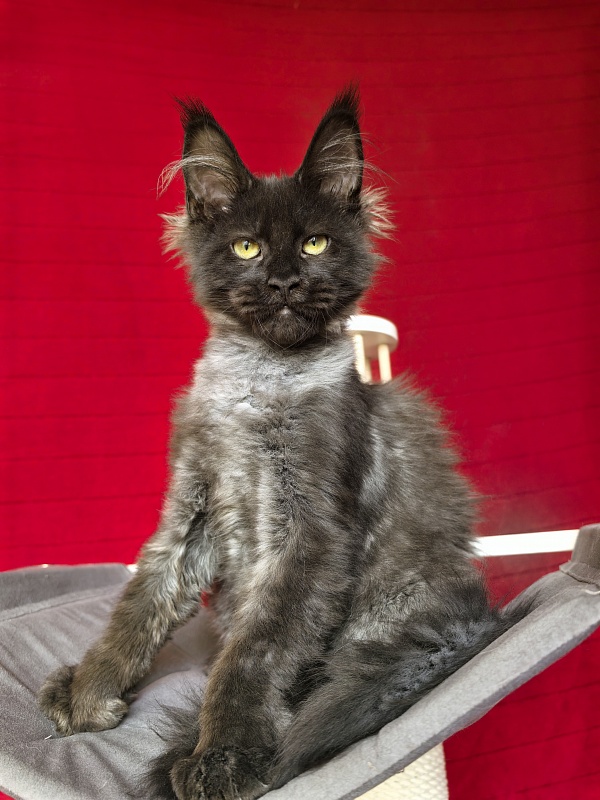 Jo*Hugo  Akbars (polydactyl) 55/66 - Kitten maine-coon 3 months 3.5 weeks