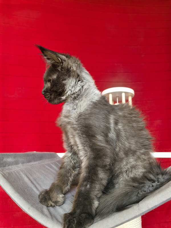 Jo*Hugo  Akbars (polydactyl) 55/66 - Kitten maine-coon 3 months 3.5 weeks