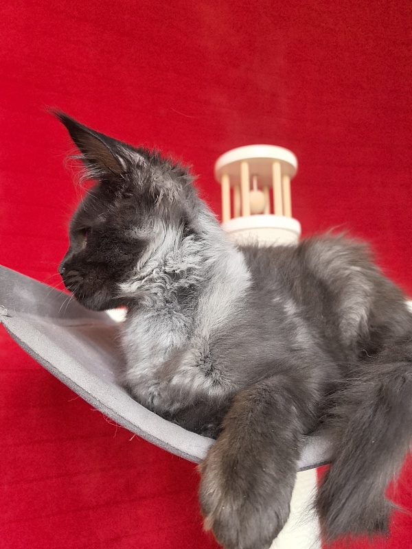 Jo*Hugo  Akbars (polydactyl) 55/66 - Kitten maine-coon 3 months 3.5 weeks