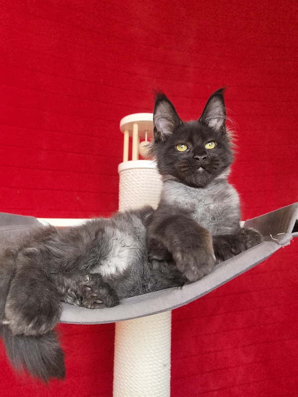 Jo*Hugo  Akbars (polydactyl) 55/66 - Kitten maine-coon 3 months 3.5 weeks