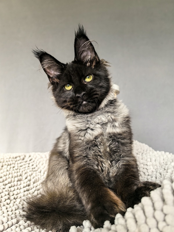 Jo*Hugo  Akbars (polydactyl) 55/66 - Kitten maine-coon 4 months 3.5 weeks