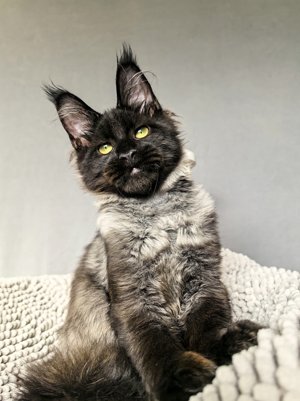 Jo*Hugo  Akbars (polydactyl) 55/66 - Kitten maine-coon 4 months 3.5 weeks