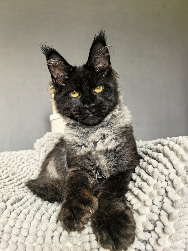 Jo*Hugo  Akbars (polydactyl) 55/66 - Kitten maine-coon 4 months 3.5 weeks