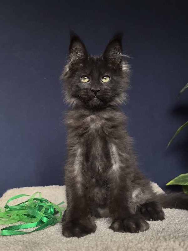 Jo*Hugo  Akbars (polydactyl) 55/66 - Kitten maine-coon 3 months 1 week