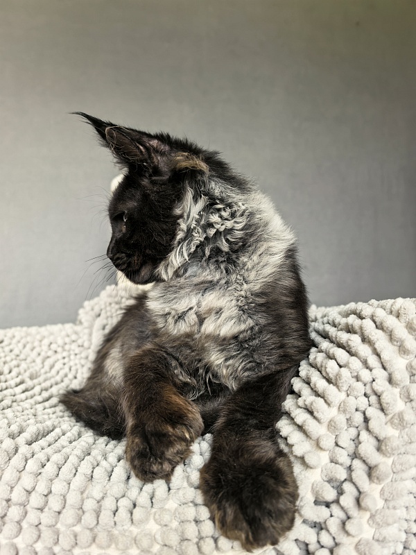 Jo*Hugo  Akbars (polydactyl) 55/66 - Kitten maine-coon 4 months 3.5 weeks