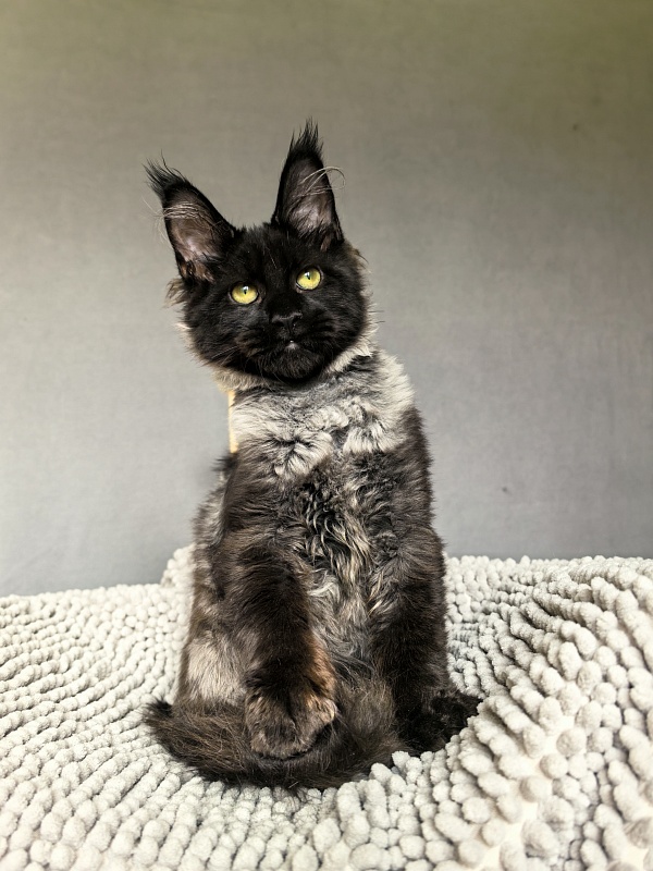 Jo*Hugo  Akbars (polydactyl) 55/66 - Kitten maine-coon 4 months 3.5 weeks