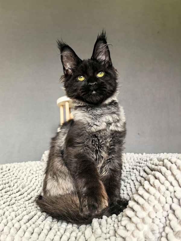 Jo*Hugo  Akbars (polydactyl) 55/66 - Kitten maine-coon 4 months 3.5 weeks