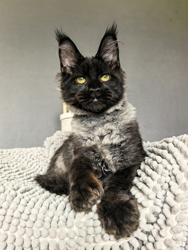 Jo*Hugo  Akbars (polydactyl) 55/66 - Kitten maine-coon 4 months 3.5 weeks