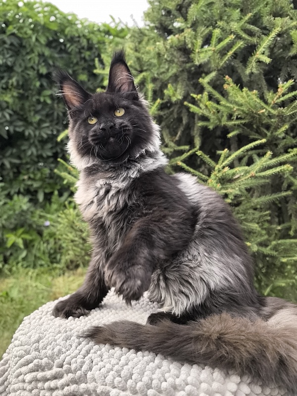Jo*Hugo  Akbars (polydactyl) 55/66 - Kitten maine-coon 5 months 1 week