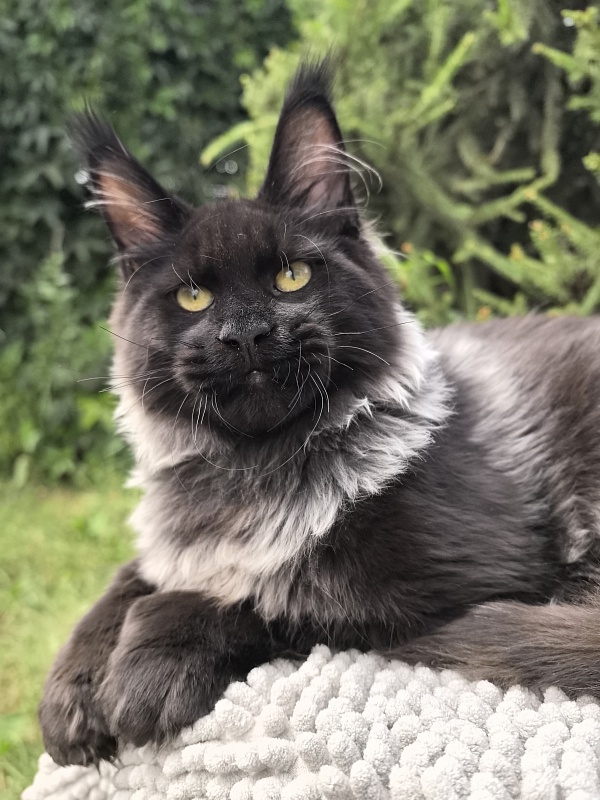 Jo*Hugo  Akbars (polydactyl) 55/66 - Kitten maine-coon 5 months 1 week