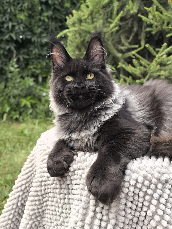 Jo*Hugo  Akbars (polydactyl) 55/66 - Kitten maine-coon 5 months 1 week