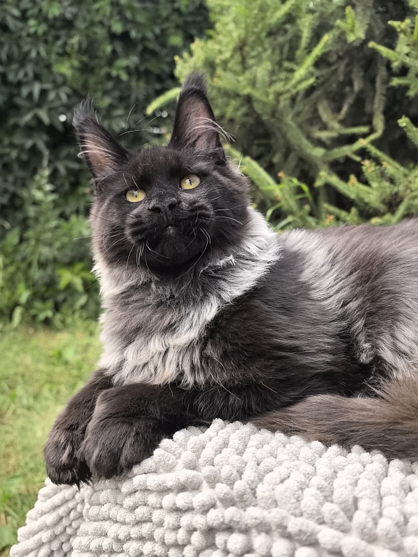 Jo*Hugo  Akbars (polydactyl) 55/66 - Kitten maine-coon 5 months 1 week