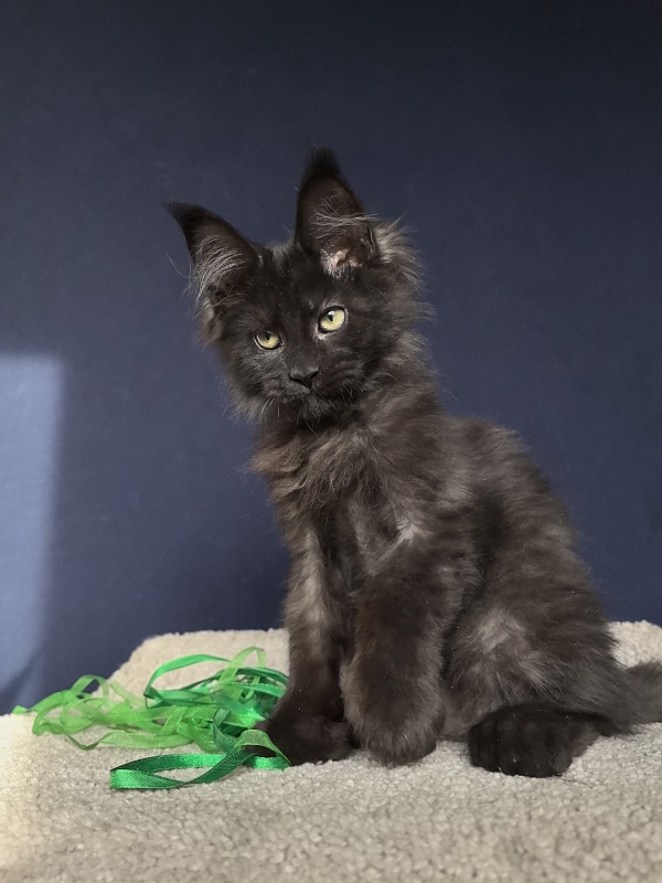 Jo*Hugo  Akbars (polydactyl) 55/66 - Kitten maine-coon 3 months 1 week