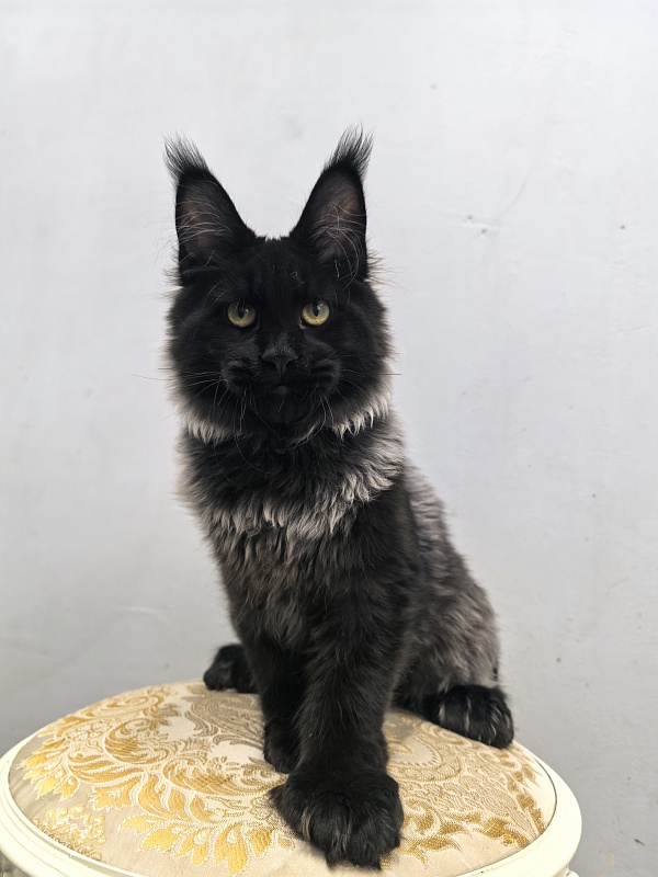 Jo*Hugo  Akbars (polydactyl) 55/66 - Kitten maine-coon 5 months 2 weeks