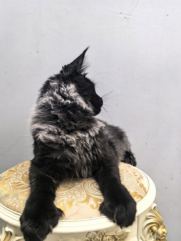 Jo*Hugo  Akbars (polydactyl) 55/66 - Kitten maine-coon 5 months 2 weeks