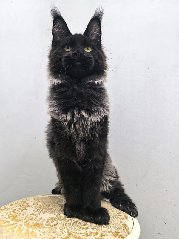 Jo*Hugo  Akbars (polydactyl) 55/66 - Kitten maine-coon 5 months 2 weeks