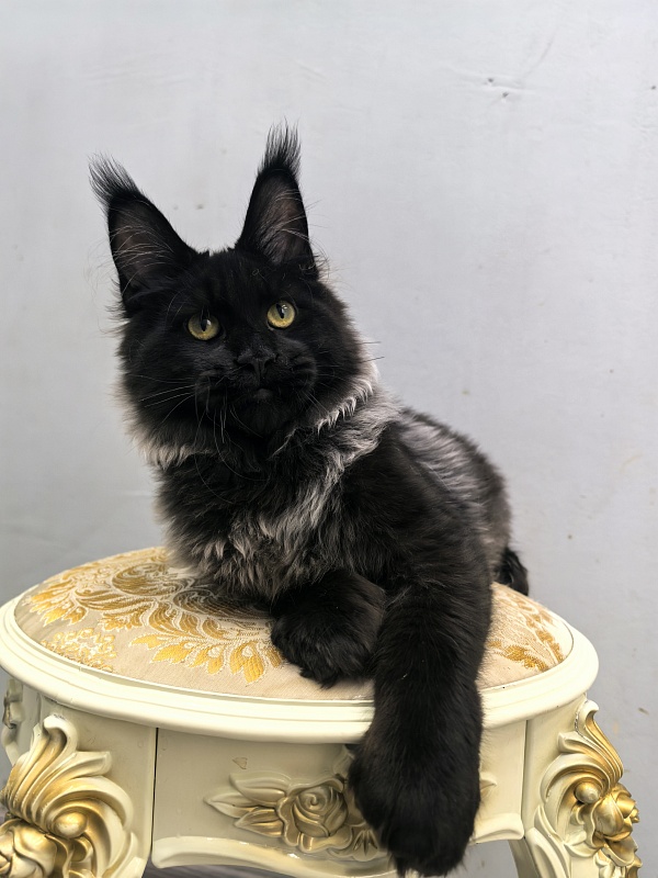 Jo*Hugo  Akbars (polydactyl) 55/66 - Kitten maine-coon 5 months 2 weeks