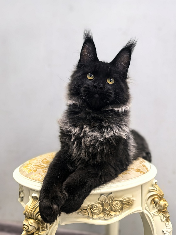 Jo*Hugo  Akbars (polydactyl) 55/66 - Kitten maine-coon 5 months 2 weeks