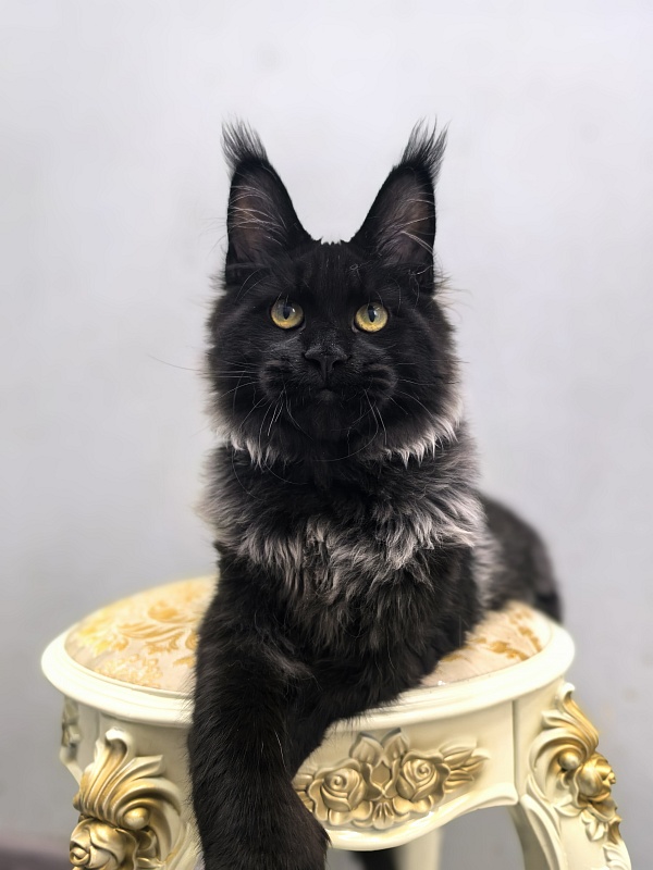 Jo*Hugo  Akbars (polydactyl) 55/66 - Kitten maine-coon 5 months 2 weeks