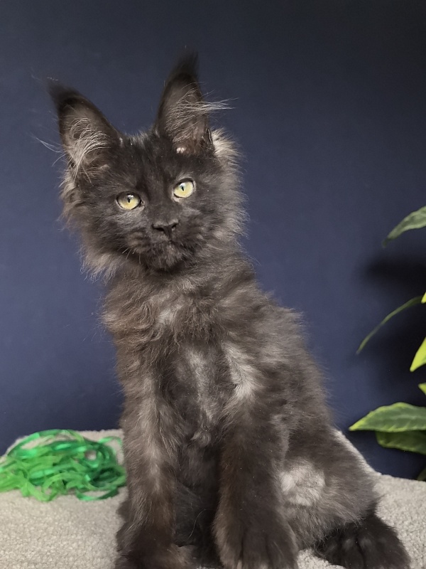 Jo*Hugo  Akbars (polydactyl) 55/66 - Kitten maine-coon 3 months 1 week