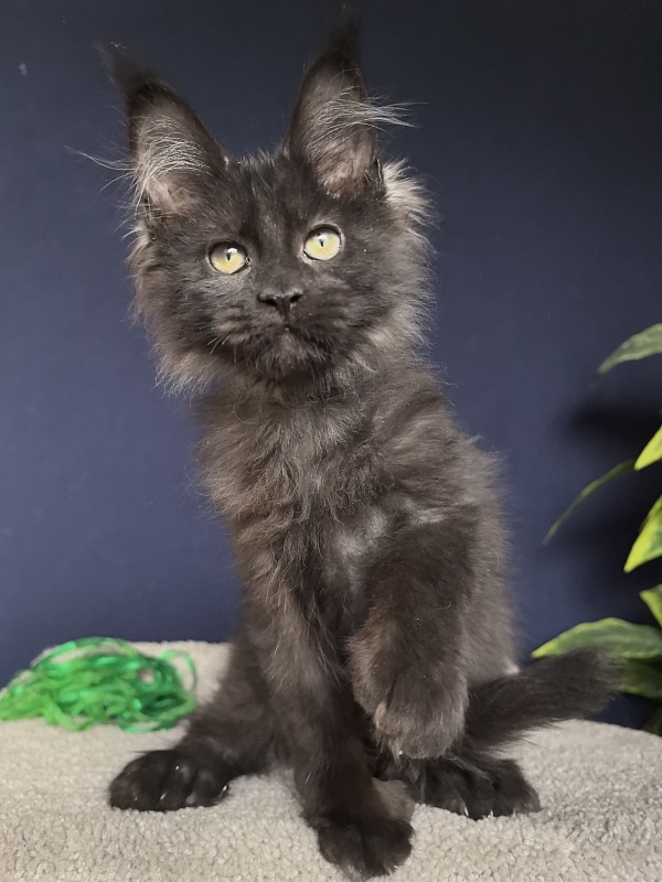 Jo*Hugo  Akbars (polydactyl) 55/66 - Kitten maine-coon 3 months 1 week