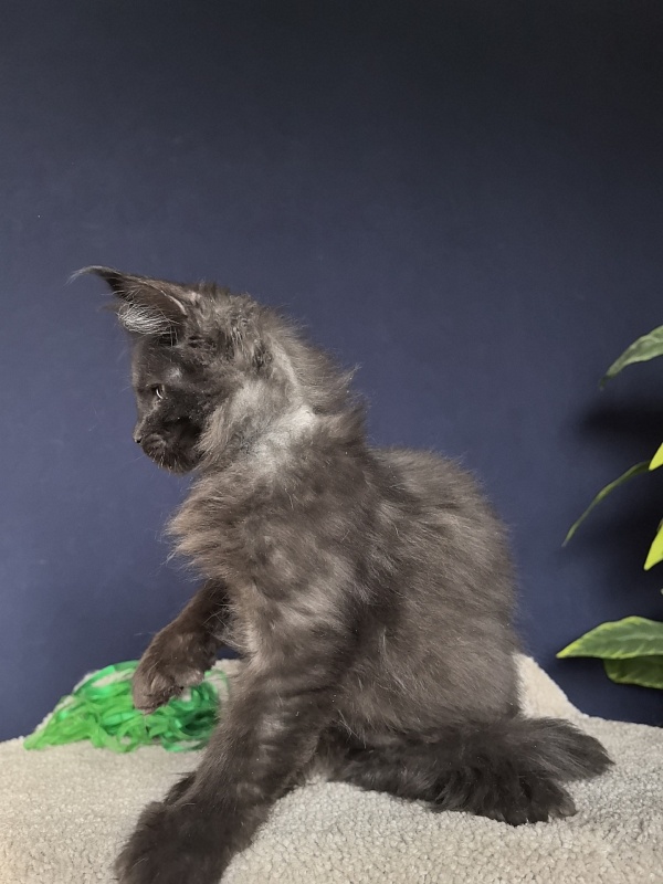 Jo*Hugo  Akbars (polydactyl) 55/66 - Kitten maine-coon 3 months 1 week