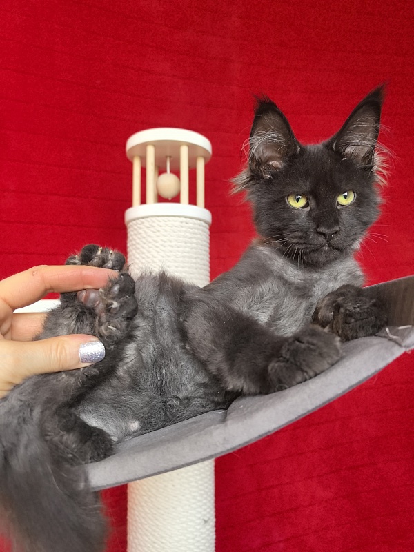 Jo*Hugo  Akbars (polydactyl) 55/66 - Kitten maine-coon 3 months 3.5 weeks