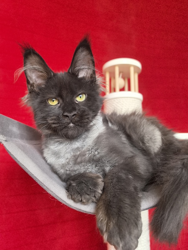 Jo*Hugo  Akbars (polydactyl) 55/66 - Kitten maine-coon 3 months 3.5 weeks