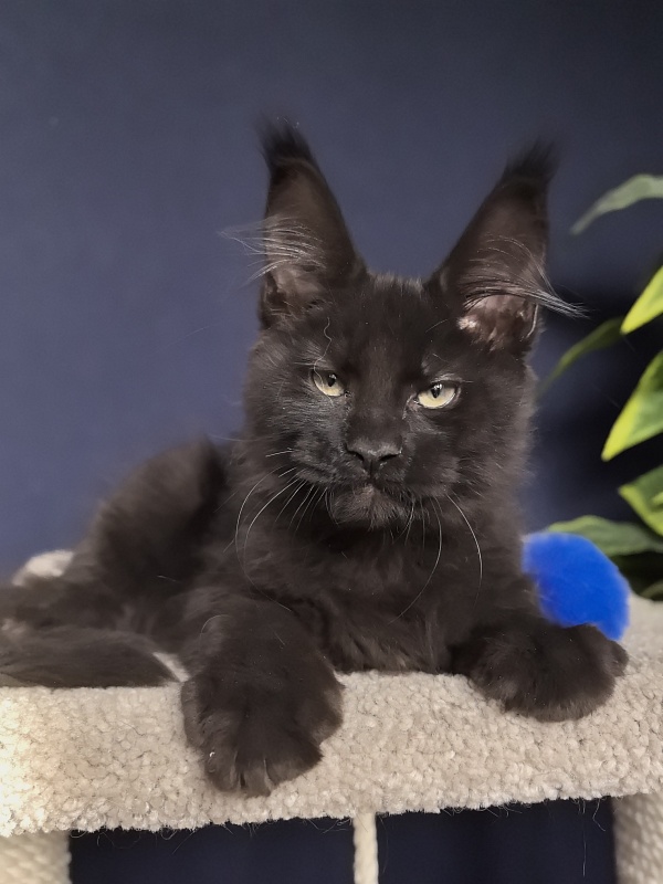 Jo*Onyx  Akbars - Kitten maine-coon 3 months 1 week