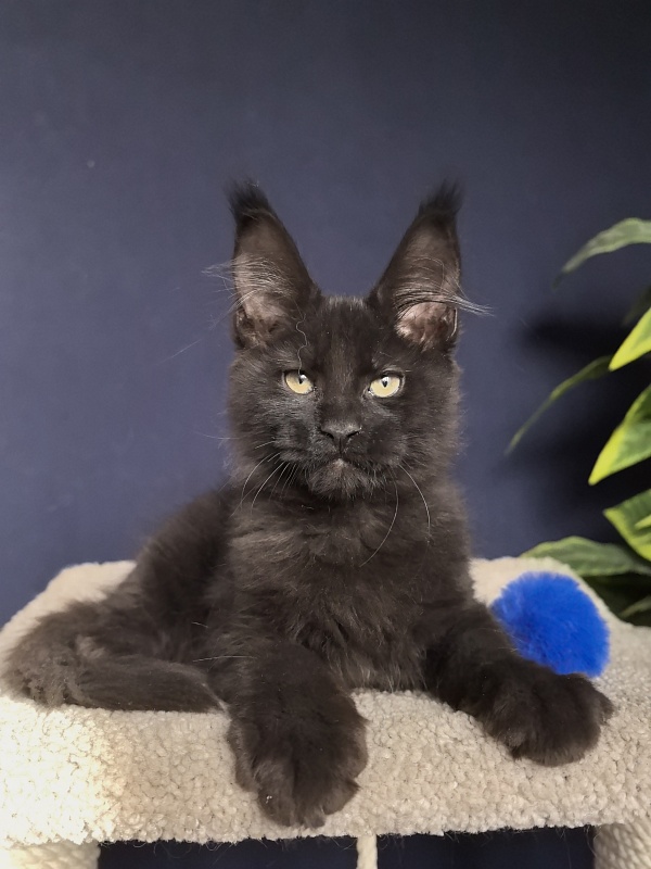 Jo*Onyx  Akbars - Kitten maine-coon 3 months 1 week