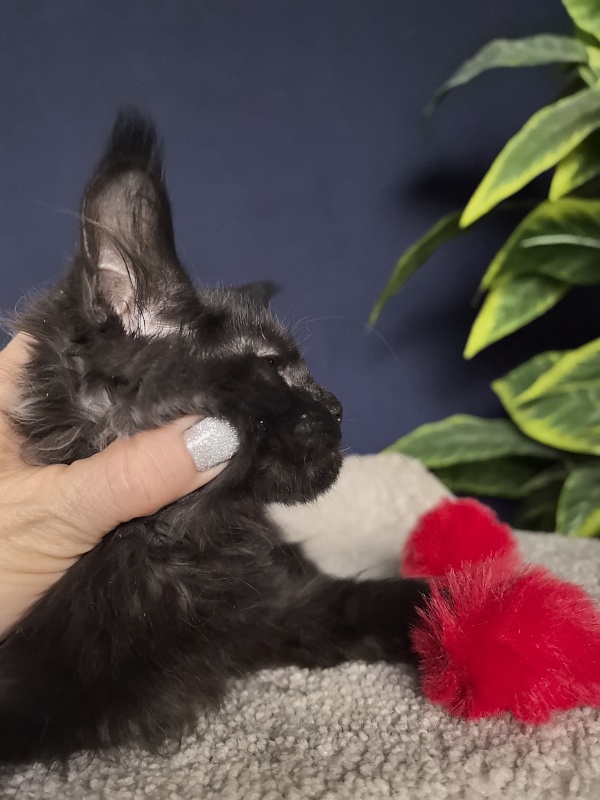 Jo*Onyx  Akbars - Kitten maine-coon 3 months 1 week