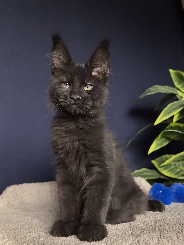 Jo*Onyx  Akbars - Kitten maine-coon 3 months 1 week