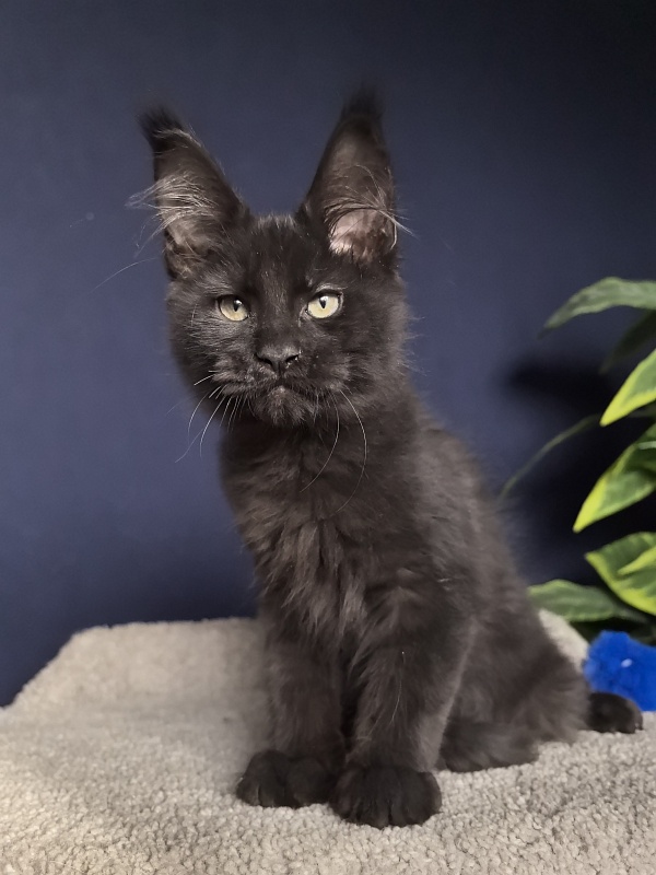 Jo*Onyx  Akbars - Kitten maine-coon 3 months 1 week