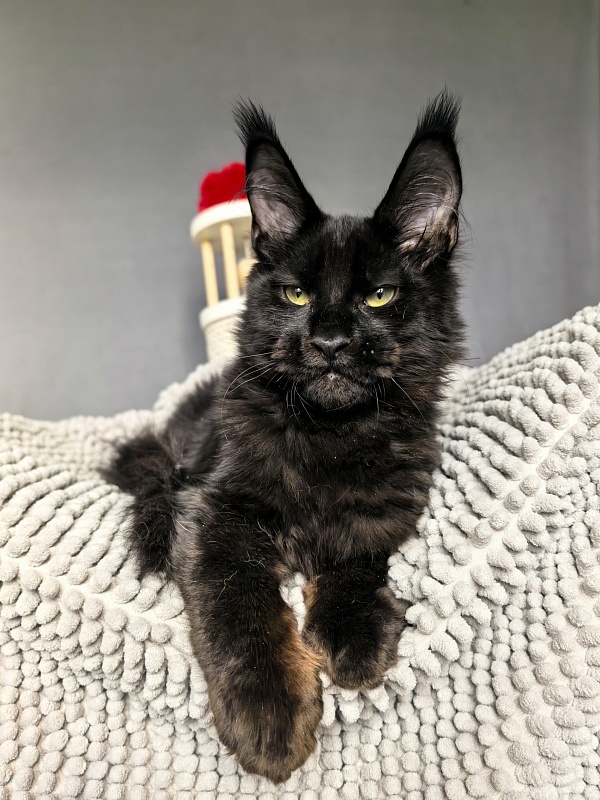 Jo*Onyx  Akbars - Kitten maine-coon 4 months 3.5 weeks