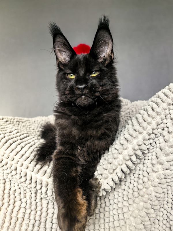 Jo*Onyx  Akbars - Kitten maine-coon 4 months 3.5 weeks