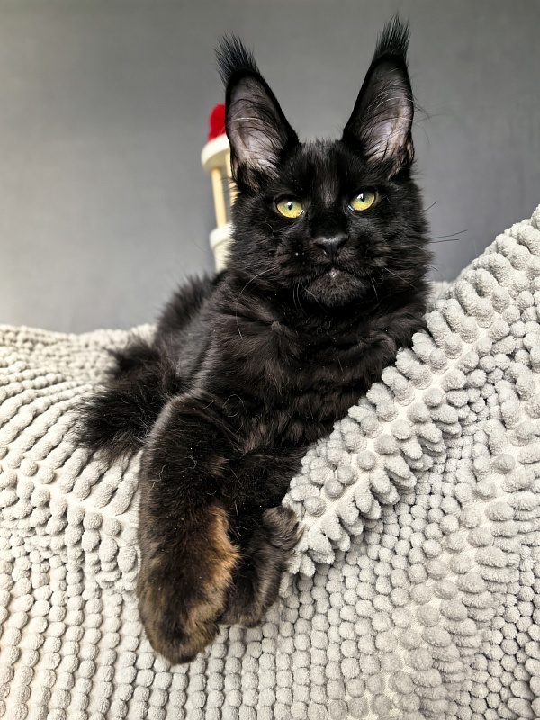 Jo*Onyx  Akbars - Kitten maine-coon 4 months 3.5 weeks