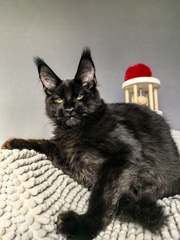 Jo*Onyx  Akbars - Kitten maine-coon 4 months 3.5 weeks