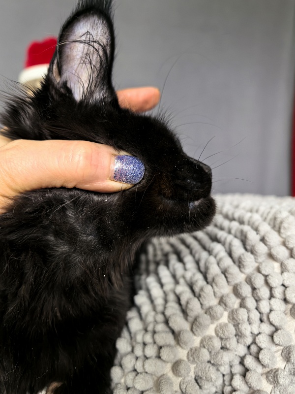 Jo*Onyx  Akbars - Kitten maine-coon 4 months 3.5 weeks