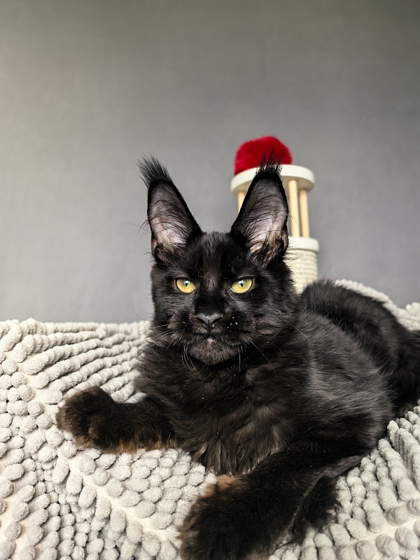 Jo*Onyx  Akbars - Kitten maine-coon 4 months 3.5 weeks