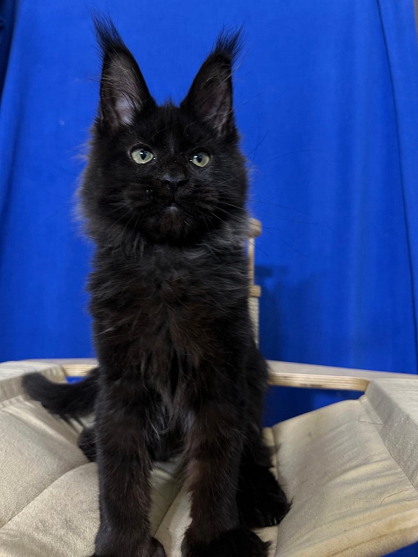 Jo*Happy  Akbars (polydactyl) 66/55 - Kitten maine-coon 3 months 3.5 weeks